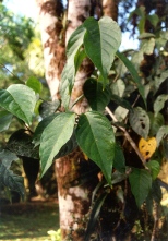 Banisteriopsis_Caapi Banisteriopsis_Caapi