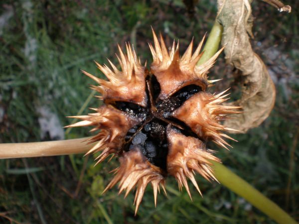 Sechsklappige Datura stramonium Kapsel Schwanheimer Dünen Frankfurt Hoechst November 2008 Sechsklappige Datura stramonium Kapsel Schwanheimer Dünen Frankfurt Hoechst November 2008