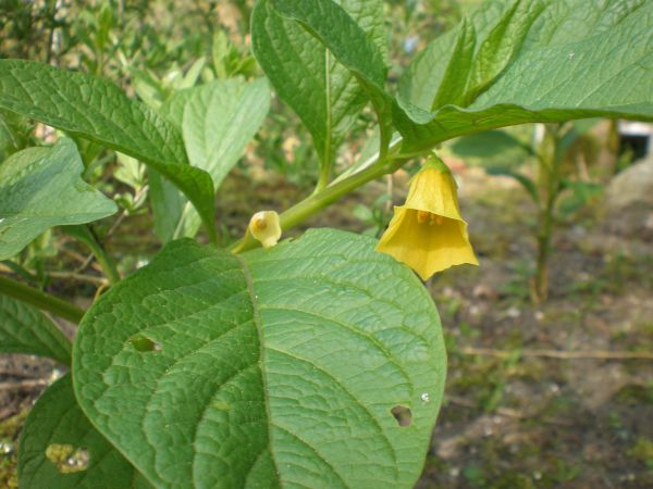Gelbblühende Hladniks Tollkraut, Scopolia carniolica Jaco. ssp. hladnikiana, aus Slowenien in Hamburg, 2009 Gelbblühende Hladniks Tollkraut, Scopolia carniolica Jaco. ssp. hladnikiana, aus Slowenien in Hamburg, 2009