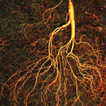 ginseng