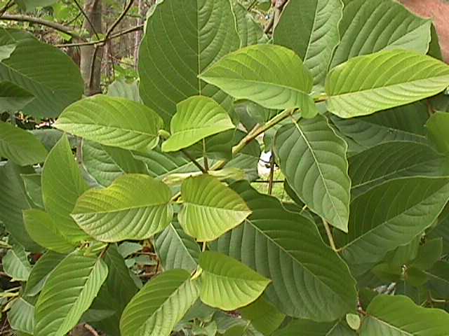 Kratom Kratom