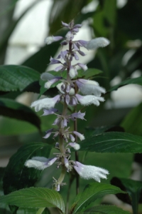 Salvia divinorum species from Oaxaca (Mexico). Photographed at the Conservatory of Flowers in San Francisco