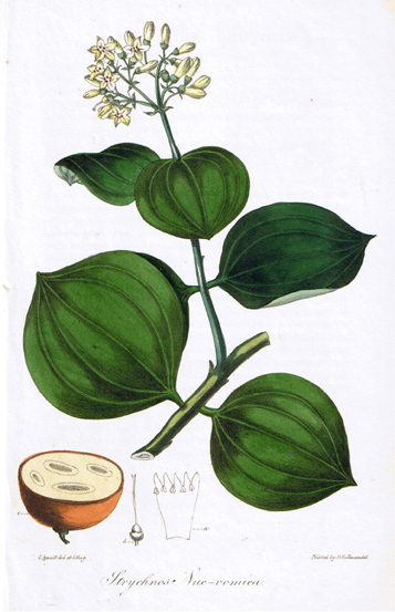 Strychnos Nux-vomica, 1828 Strychnos Nux-vomica, 1828